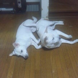画像 じゃれあう二人(*≧∀≦*) の記事より 1つ目