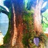 大宰府にある樹齢千年から千五百年の大木からはものすごい波動を感じ・・・の画像