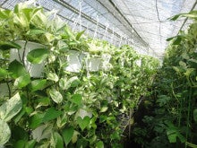 ポトス マーブルクイーン 観葉植物生産者 のブログ