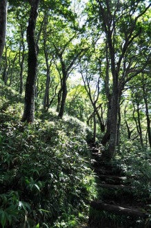 白神山地ツアーで能代山本地区の活性化すっぺ-011年8月深緑の白神山地「二ツ森」最新情報2