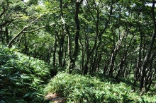 白神山地ツアーで能代山本地区の活性化すっぺ-2011年8月深緑の白神山地「二ツ森」最新情報7