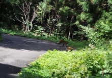 白神山地ツアーで能代山本地区の活性化すっぺ-2011年8月深緑の白神山地「二ツ森」最新情報9