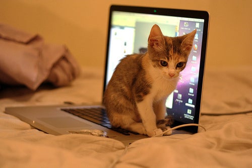 猫ログ-パソコンやると邪魔する猫