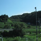 掛川のつま恋付近の茶畑画像(新幹線車窓の南側から撮った写真)の記事より