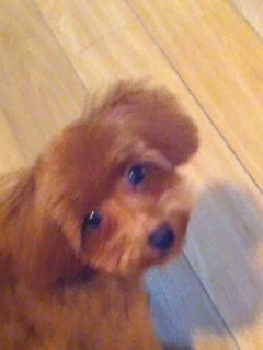 トリミングの記事画像