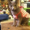 親バカの画像