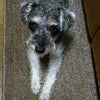 牛カツの画像