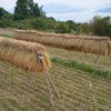 稲刈り 2011の画像