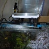 水槽の水蒸発対策カバー、稚魚の成長状況の画像