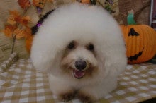 Dog　Salon　KAEDE　～楓～のブログ