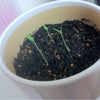 初体験の画像