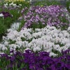 曽根城公園の花ショウブとハリヨの画像