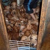 【転載】 奈良からダックス犬の多頭飼い崩壊の画像