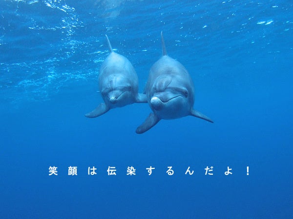 イルカと泳ぐツアー！御蔵・ハワイでネイチャーヒーリング、イルカ画像もいっぱい【ｂｙイルカアルバム】