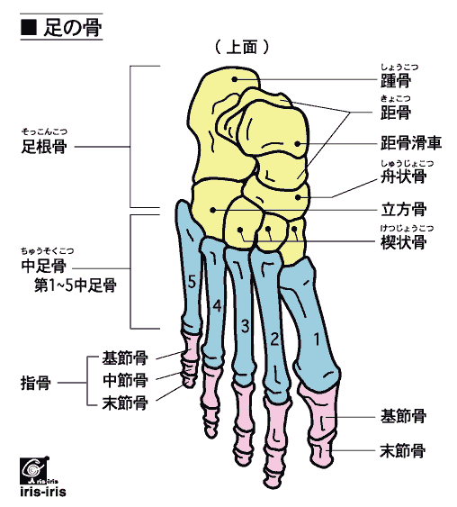 足の指の関節数はいくつ 湘南ダック 神奈川 東京 ランチグルメ