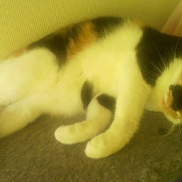晴れた日には・・・ひなたぼっこ-2011091216040000.jpg