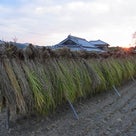 収穫の秋2011　〜貝塚・木積の田んぼより〜の記事より