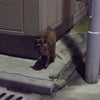 昨日(10/20)の野良猫さんの画像