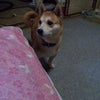 おこただよ！の画像