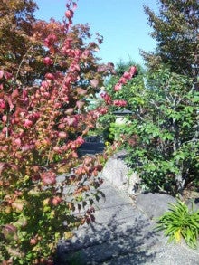 岩﨑美樹の「花とお庭と緑と私」