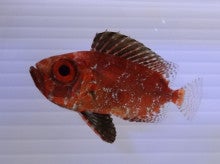 $海の手配師　海のヘンテコ生物大図鑑-クルマダイsp.幼魚１