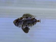 $海の手配師　海のヘンテコ生物大図鑑-クルマダイsp.幼魚2