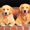 犬種によって、がんの発症率が違う可能性！の画像
