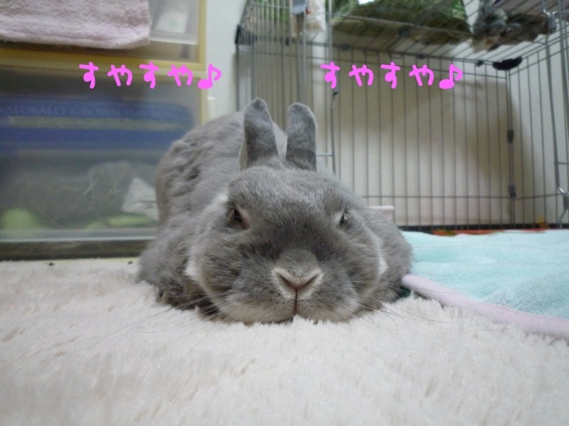 高齢うさぎさんのトイレ事情 ぱてぃ ぱてぃ ちっぷ 高齢うさぎさんのトイレ事情 ぱてぃ ぱてぃ ちっぷ
