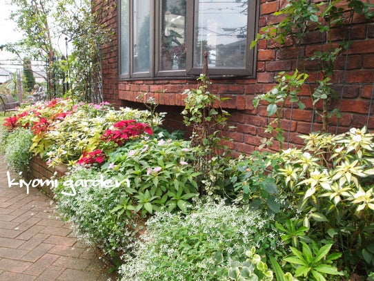 どうする 夏花壇のサンパチェンス コリウス キヨミのガーデニングブログ 長澤淨美のアメブロオフィシャルブログpowered By Ameba