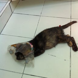 常夏より　犬・猫だより