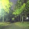 夜の銀杏並木の画像