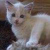 猫ブログ始めてみました。の画像
