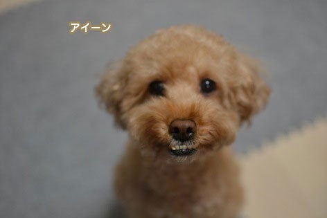 里親様大募集 Viva ナポレオン