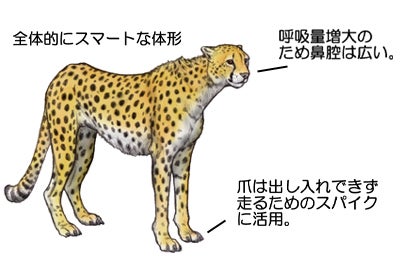 ネコ科動物のタイプ | 川崎悟司 オフィシャルブログ 古世界の住人 