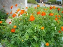 こ　：　こすもす秋桜の記事画像