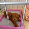 new family :Dの画像