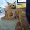 ちゃっぷい！ちゃっぷい！の画像