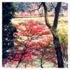紅葉の画像