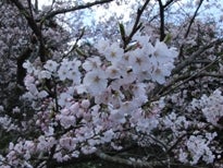さ　：　さとみざくら里見桜の記事画像
