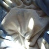 半冬眠中の画像