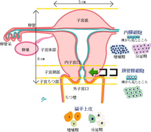 再☆不妊症に負けない~体外受精で授かった命~ただ今妊娠30W☆-ファイル.png