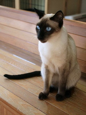 黒いお顔と青い瞳 荻窪 こるね マロンの物語 ｆｅａｔ 猫カフェ ｃａｔｓ