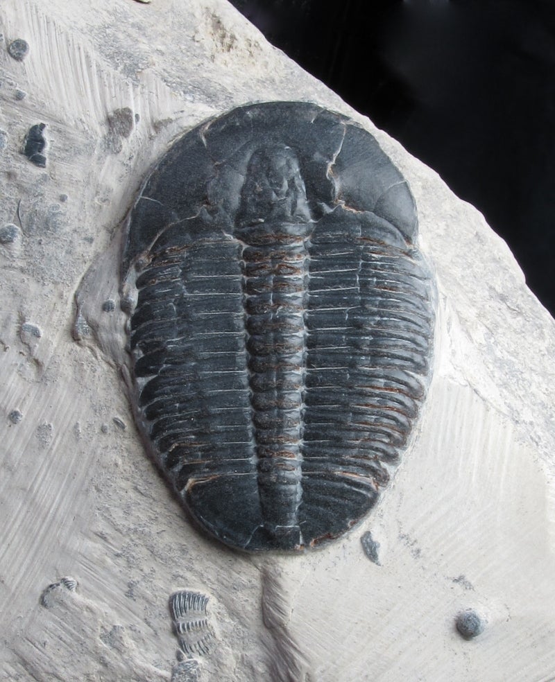 三 葉虫 化石