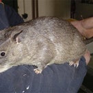 米ニューヨークのシューズストアで全長90センチの巨大ネズミが捕獲されるの記事より