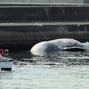 東京港にクジラの死骸☆の画像