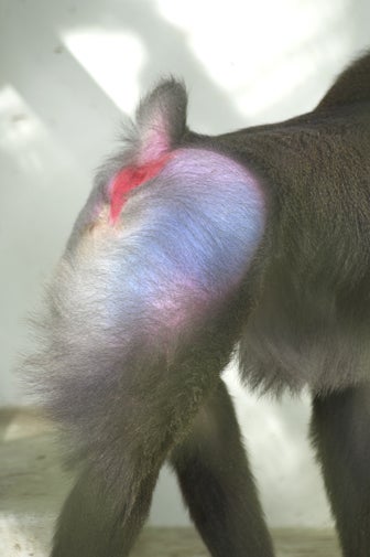 マンドリルの鮮やかな色使いに改めてびっくり！ | 上野動物園ゴリラの 