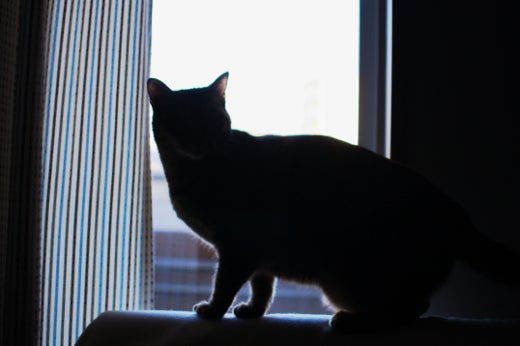 シルエットの撮り方 子猫ちゃろと一眼レフ ネコ写真のテクニック