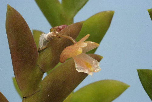 Dendrobium Photo Gallery-Den. sp.
