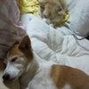 シャンプーの画像