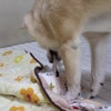 いたずらっ子の画像